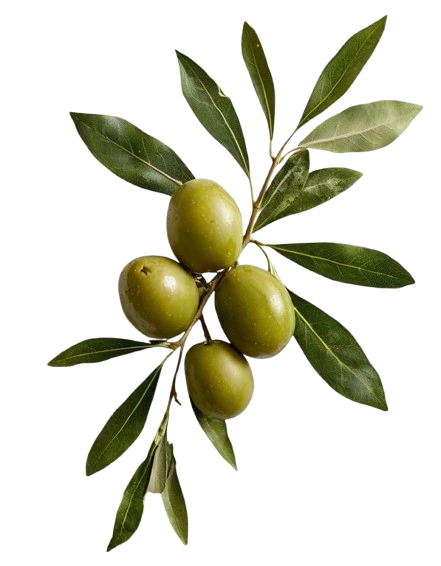 olive product